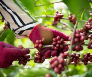 Read more about the article From Cotton to Coffee: Reclaiming Nyanza’s Right to Compete